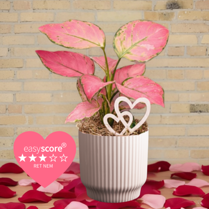 Jeg elsker dig planten