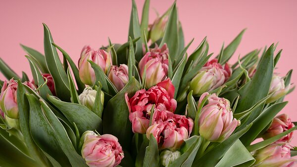Forlæng holdbarheden på tulipaner