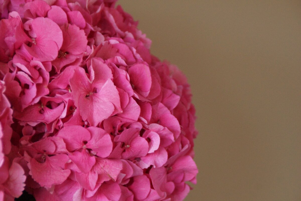 Guide til at genopfriske triste hortensia